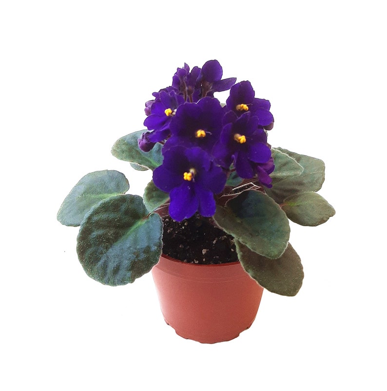 4 African Violet with Blue Flowers, Saintpaulia ionantha Houseplants, Flowering Plants, Perennials image 1