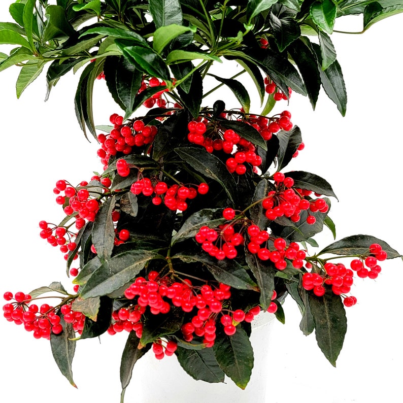 Ardisia Crenata, Coral Ardisia, Christmas Berry, Australian Holly, Coral ardisia with Berries Lasting Year-round, Holiday Gift, 6 Pot image 2