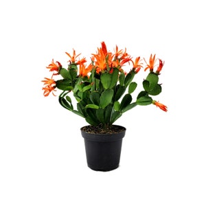 4” Pot, Orange Spring Cactus, Easter Cactus, Rhipsalidopsis gaertneri – Flowering Plants, Live Indoor Houseplants, Succulents