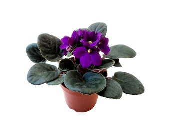 4" African Violet Plant: Dark Purple Flowers, Saintpaulia Ionantha, Free Heatpad