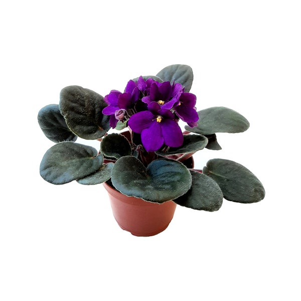 4” African Violet with Dark Purple Flowers, Saintpaulia ionantha – Houseplants, Flowering Plants, Perennials