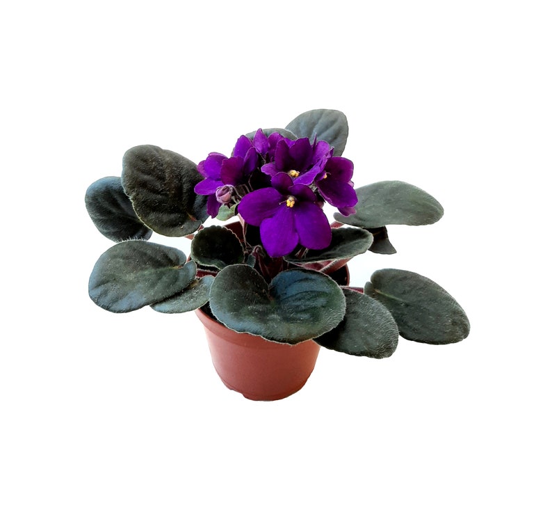 4 African Violet with Dark Purple Flowers, Saintpaulia ionantha Houseplants, Flowering Plants, Perennials image 1