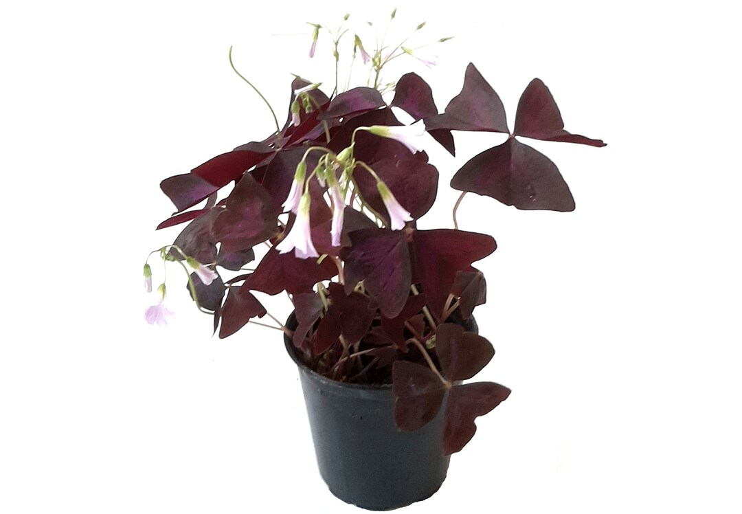4 Pot Live Plant Purple Shamrocks, Oxalis Triangularis, Lucky Plant