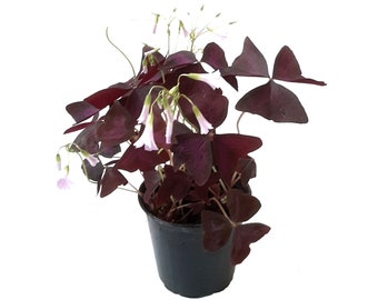 4" Pot Live Plant - Purple Shamrocks, Oxalis Triangularis, Lucky Plant, Love Plant/Wood Sorrel - House Plant, Flowering Plants, Ground Cover