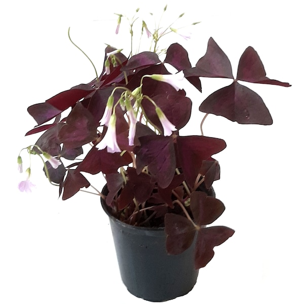 4" Pot Live Plant - Purple Shamrocks, Oxalis Triangularis, Lucky Plant, Love Plant/Wood Sorrel - House Plant, Flowering Plants, Ground Cover