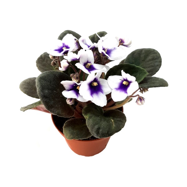 4” African Violet with Flowers of White Petals and Blue Centers, Saintpaulia ionantha – Houseplants, Flowering Plants, Perennials