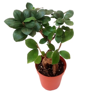 4” Pot Rare Round-leaf Ficus Ginseng Tree, Ficus macrocarpa, Banyan, Ficus Retusa – Bonsai Plants, Indoor Trees, Houseplants