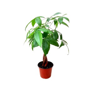 Money Tree, Pachira aquatica, Pachira Braid, Lucky Tree–Home Decoration, Houseplant, Bonsai, Holiday Gift – 6” Pot