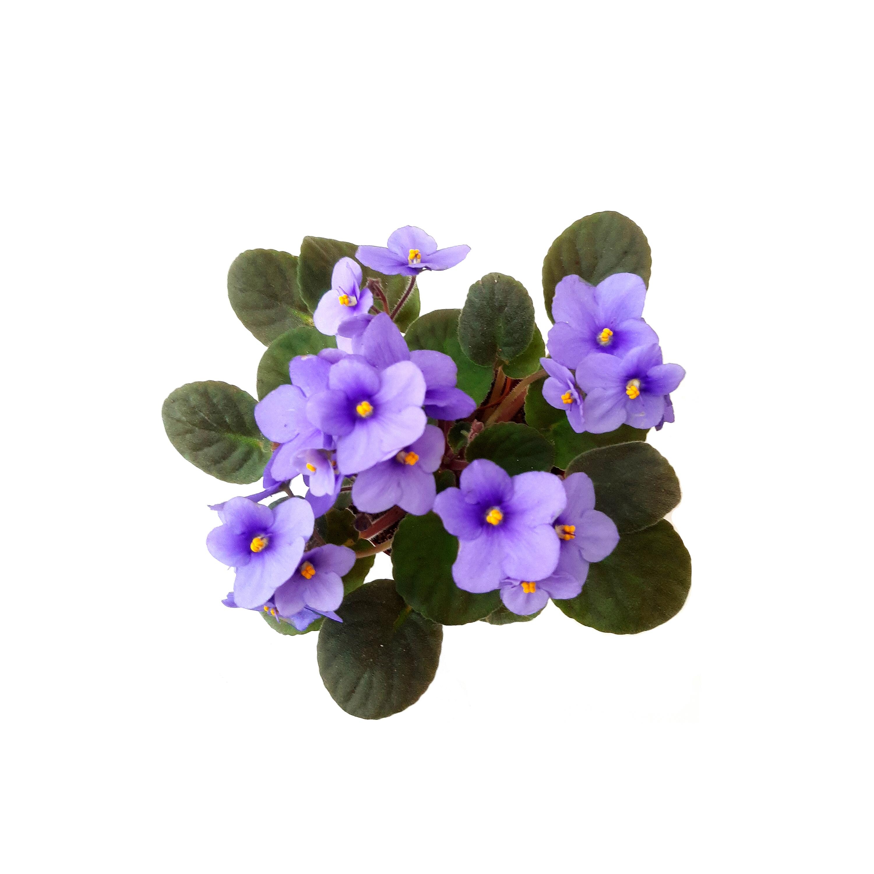 Two Violets Buy Two Get One Free, Flowering African Violets, One Blue White, One ...