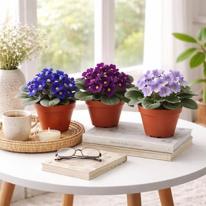 3-Pack 4" Pot African Violets, Saintpaulia ionantha, From 12 Available Colors. Plant Colors May Vary but All Are Different, Free Heatpad