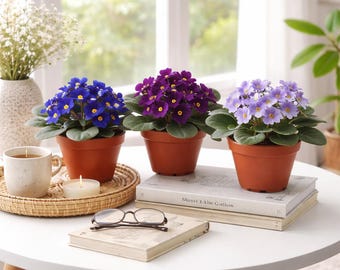 3-Pack 4" Pot African Violets, Saintpaulia ionantha, From 12 Available Colors. Plant Colors May Vary but All Are Different, Free Heatpad