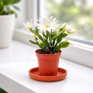 4” Pot, White Spring Cactus, Easter Cactus, Rhipsalidopsis gaertneri – Flowering Plants, Live Indoor House plants, Succulents