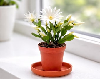 4" White Spring Cactus Live Plant-rhipsalidopsis. Newly Planted, Beautiful  Color, Rooted W/ Multiple Segments. Ships No Pot. - Etsy