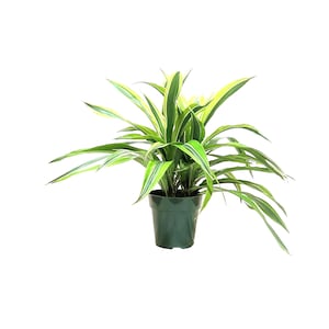 May include: A potted Dracaena plant with long, green and yellow striped leaves. The plant is in a dark green plastic pot. The leaves are long and arching, creating a full, lush appearance. The background is plain white.