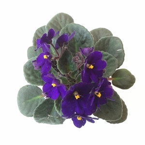 4 African Violet with Blue Flowers, Saintpaulia ionantha Houseplants, Flowering Plants, Perennials image 3