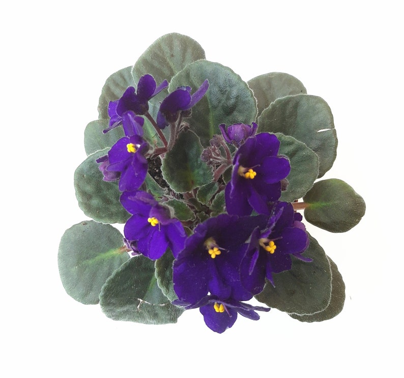 4 African Violet with Blue Flowers, Saintpaulia ionantha Houseplants, Flowering Plants, Perennials image 3