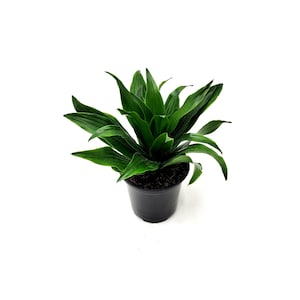 Dracaena ‘Janet Craig Compacta’, Dracaena Fragrans, Dracaena deremensis, Dragon Tree Houseplants, Indoor Trees, Air Purifier - 4" Pot