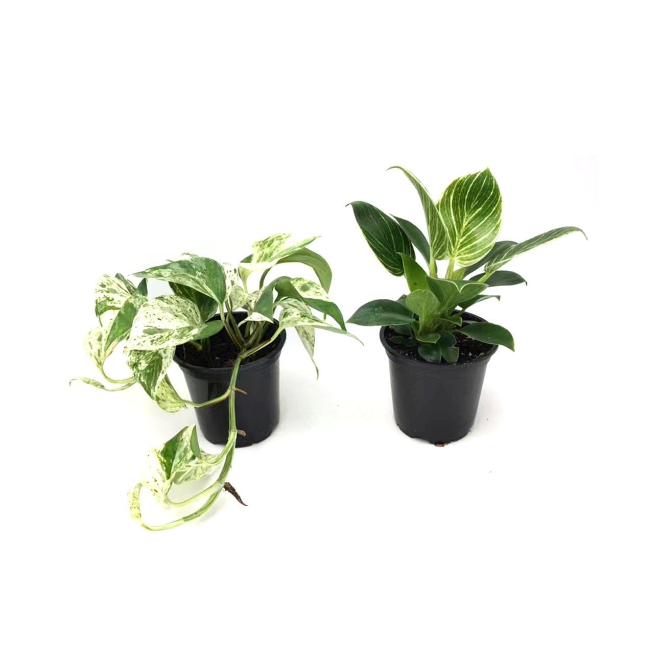 philodendron splendid vs verrucosum Philodendron 'Splendid'  Foliage Factory