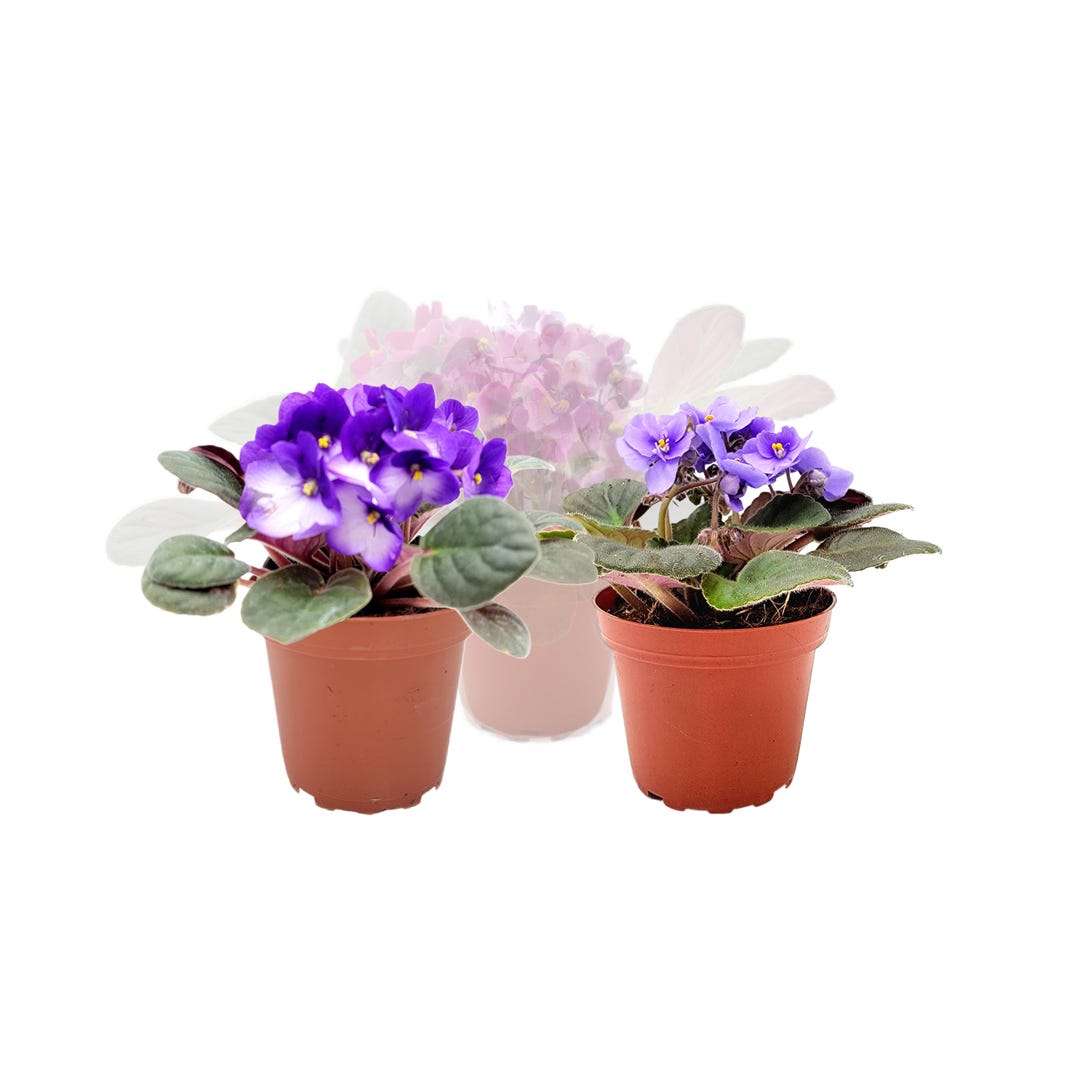 Two Violets Buy Two Get One Free, Flowering African Violets, One Blue White, One ...