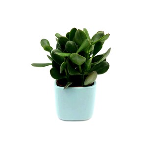 4”-pot Jade Plant (Crassula ovata) in a Light Blue Ceramic Square Outer Planter - Home Décor, Holiday Gift