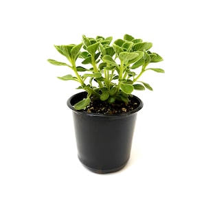 May include: A small green plant with crinkled leaves growing in a black plastic pot.