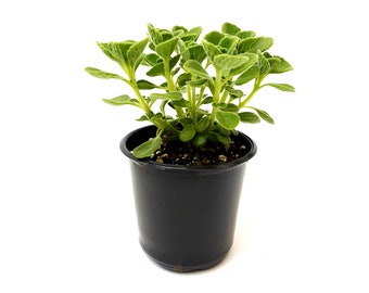 4" Pot - Touch-'N-Smell, Vicks Plant, Plectranthus Tonentosa – Fragrant Plants, House Plants, Garden Plants, Special Gift