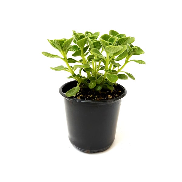 4" Pot - Touch-'N-Smell, Vicks Plant, Plectranthus Tonentosa – Fragrant Plants, House Plants, Garden Plants, Special Gift