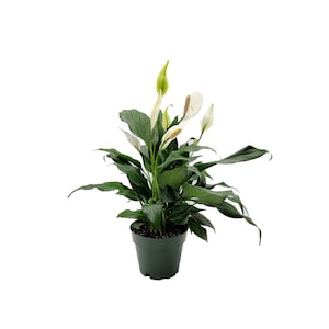 6&quot;-pot Peace Lily, Spathiphyllum Wallisii, White Sails, Spathe Flower – Foliage Plants, Flowering Plants, Home Décor, Air Purifiers