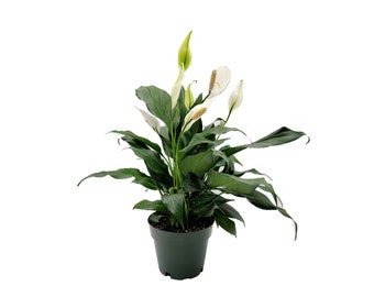 6"-pot Peace Lily, Spathiphyllum Wallisii, White Sails, Spathe Flower – Foliage Plants, Flowering Plants, Home Décor, Air Purifiers