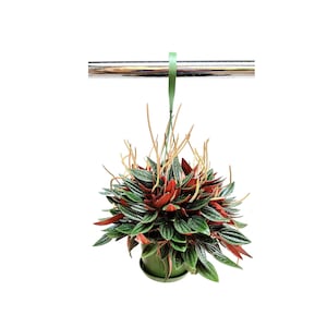 Peperomia Caperata Rosso, Radiator Plant, Emerald Ripple Radiator Plant - 6&quot; Haning Basket