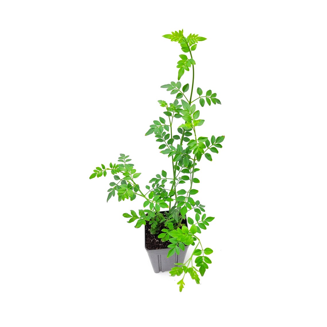 Upright Common Jasmine Jasminum Officinale Poet's Etsy