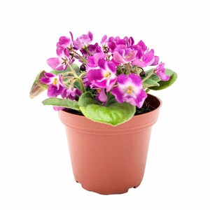 4” African Violet with Flowers of Purple Petals and White Centers, Saintpaulia ionantha – Houseplants, Flowering Plants, Free Heatpad image 4
