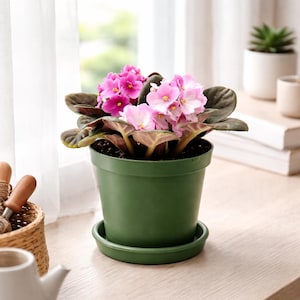 Pink Tone, African Violet Plant – Live Indoor, in 6" Nursery Pot, Flowering Houseplant, – Easy Care,  Home, Office Décor