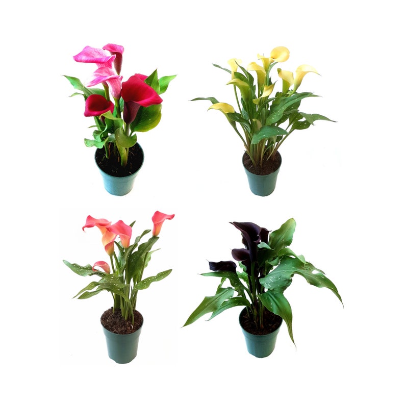 WonderlandHG Calla Lily Bulb - Thumbnail 2