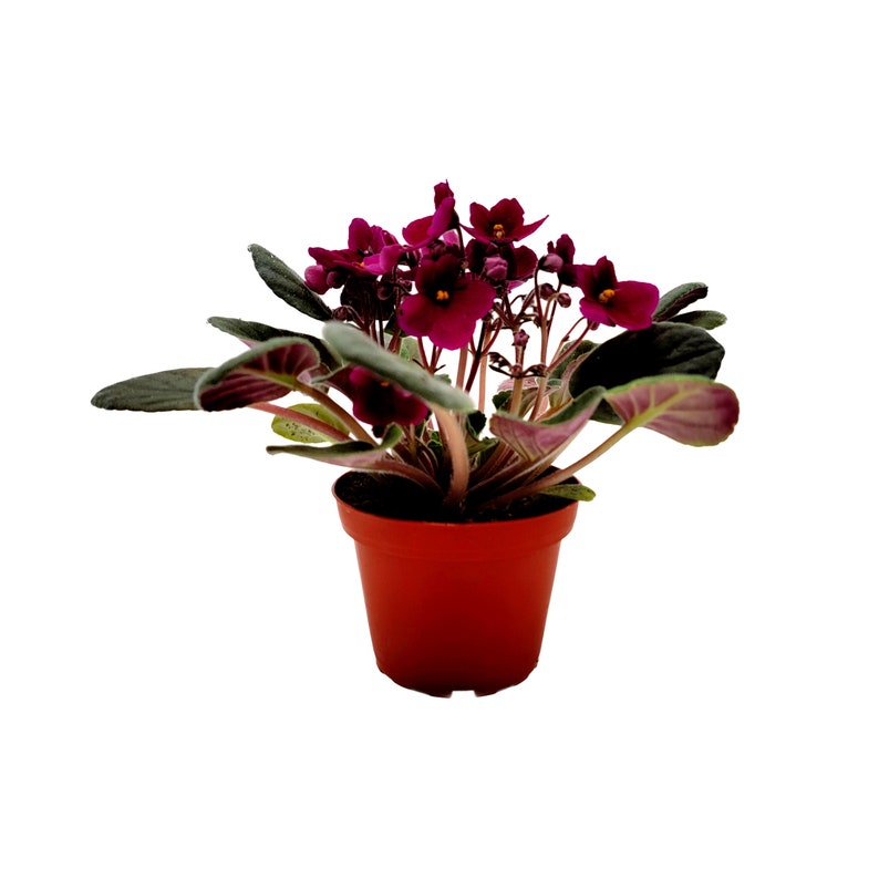 4 African Violet with Burgundy Red Flowers Burgundy on the red side, NOT red, Saintpaulia ionantha Houseplants, Flowering Plants image 3