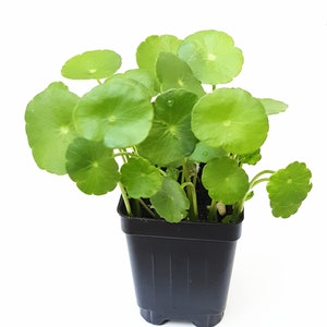 Copper Coin Plant/hydrocotyle Vulgaris/lucky Plant/money - Etsy