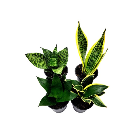 sansevieria light African Spear Plant 'Sansevieria cylindrica' main image 0
