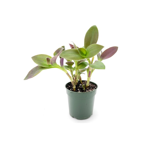 Purple Fuzzy Wandering Jew,  Tradescantia pallida - House Plants, Hanging Basket, Trailing Plants - 4" Pot