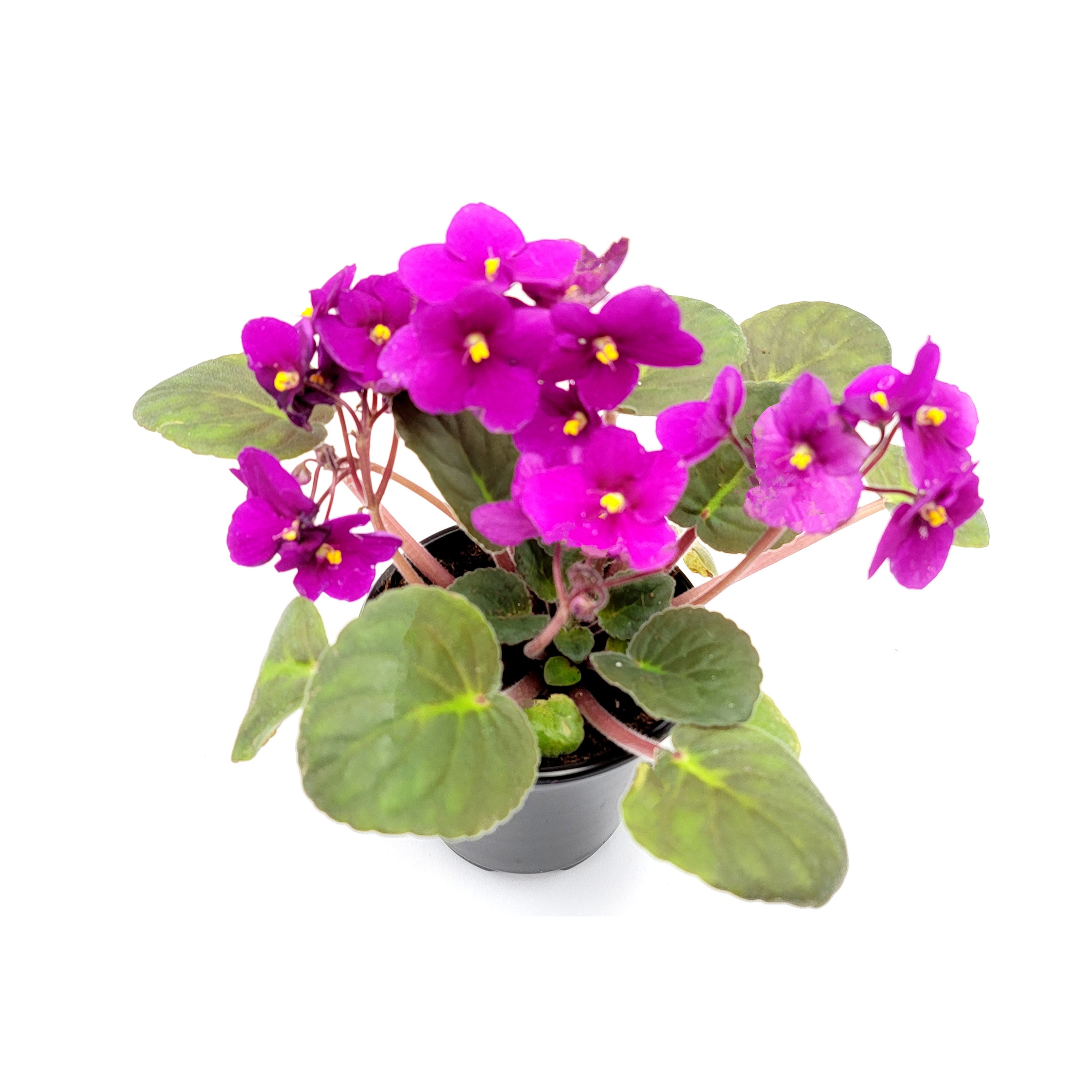 Five African Violet Plants Flowering in Different Colors Etsy