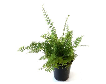 3.5“-pot of Green Fantasy, Nephrolepis exaltata "green fantasy" - Houseplants, Foliage Plants, Air Purifier