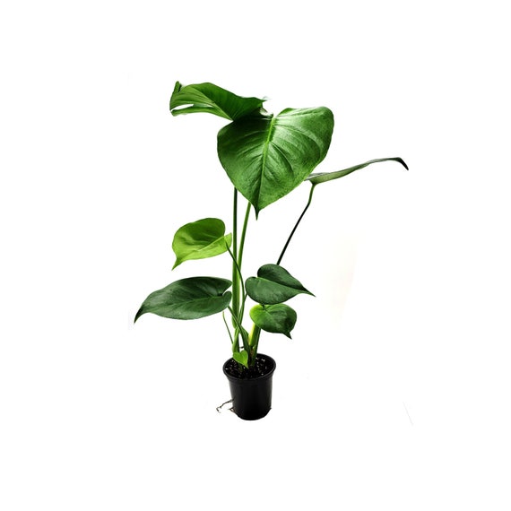 where to buy a snake plant Buy Snake Plant Laurentii Dwarf Online