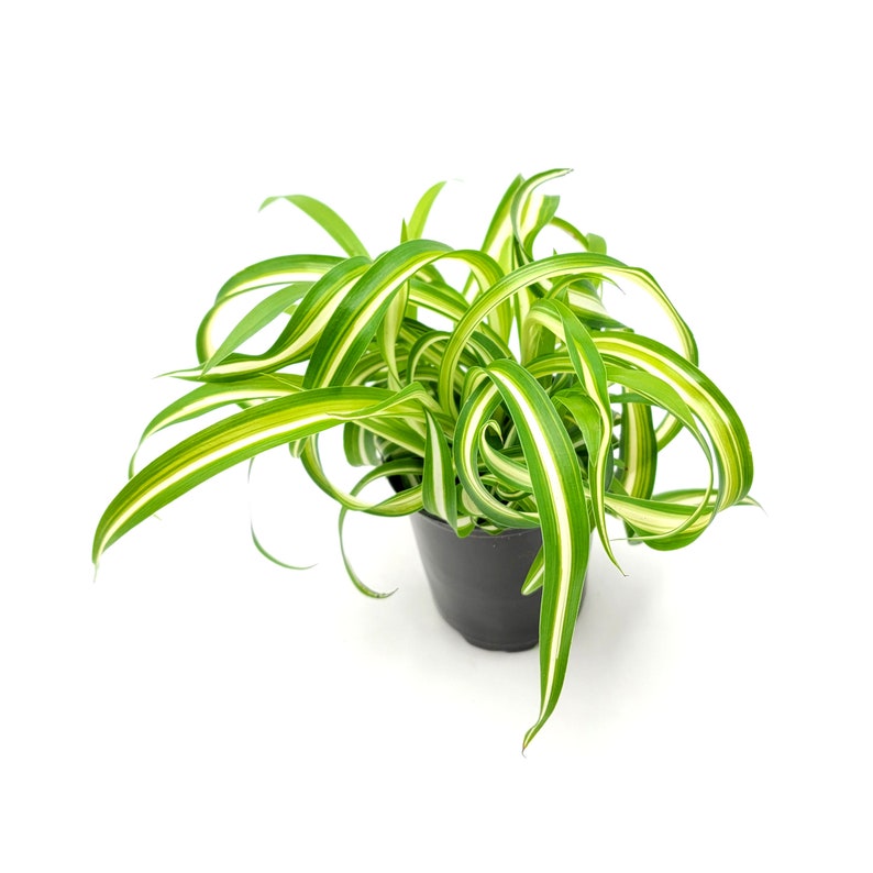 3.5pot Bonnie Curly Spider Plant, Chlorophytum comosum, Airplane Plant Foliage Plants, Houseplants, Air Purifier image 5