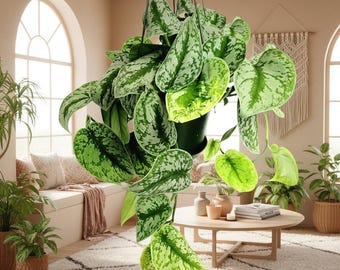 Scindapsus Sp. Borneo - Rare Aroid - Silver Satin Pothos - Live