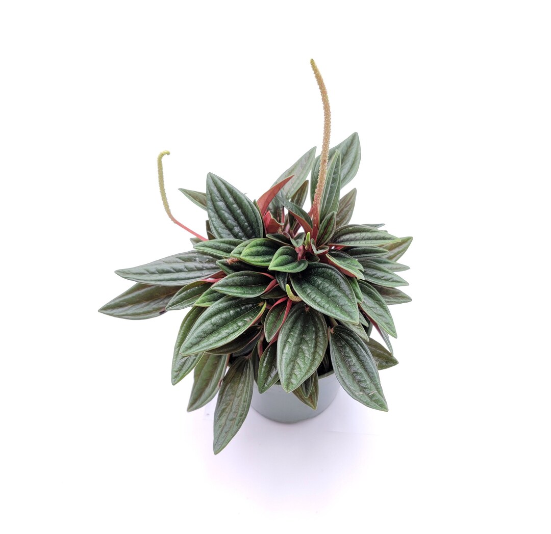 Red Radiator Plant Peperomia Caperata Rosso, Radiator Plant, Emerald Ripple Radiator Plant ...
