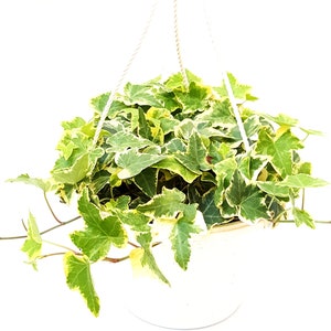 8” Gold Child Ivy/Hedera helix/English Ivy/Baltic Ivy – Houseplants/Foliage Plants/Hanging Baskets/Plant Walls/Groundcover/Air Purifiers