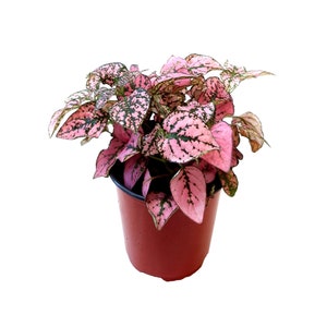 May include: A potted polka dot plant, featuring vibrant pink leaves speckled with dark green spots. The plant is in a brown plastic pot, set against a clean white background. This houseplant adds a pop of color.