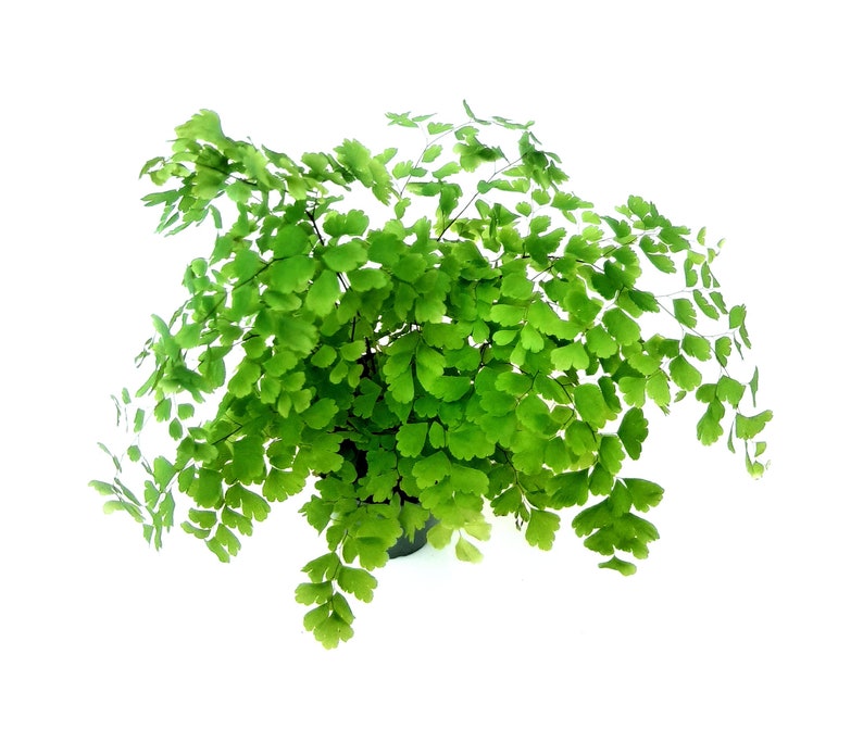 WonderlandHG Maidenhair Fern - Thumbnail 4