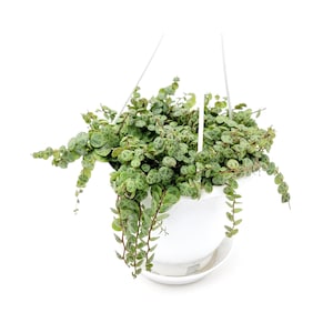 String of Turtles, Peperomia prostrata – Houseplants, Foliage Plants, Hanging Basket – 5” Hanging Baskets