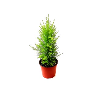 6”-pot Lemon Cypress Tree, Cupressus macrocarpa, Goldcrest Cypress – Lemon Fragrance, Indoor Trees, Houseplants, Bonsai Plants, Holiday Gift