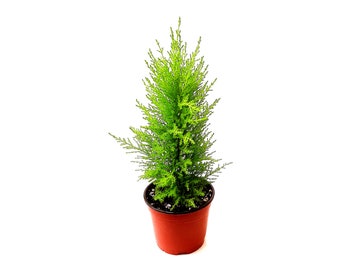 May include: A small potted green conifer tree with a brown pot.